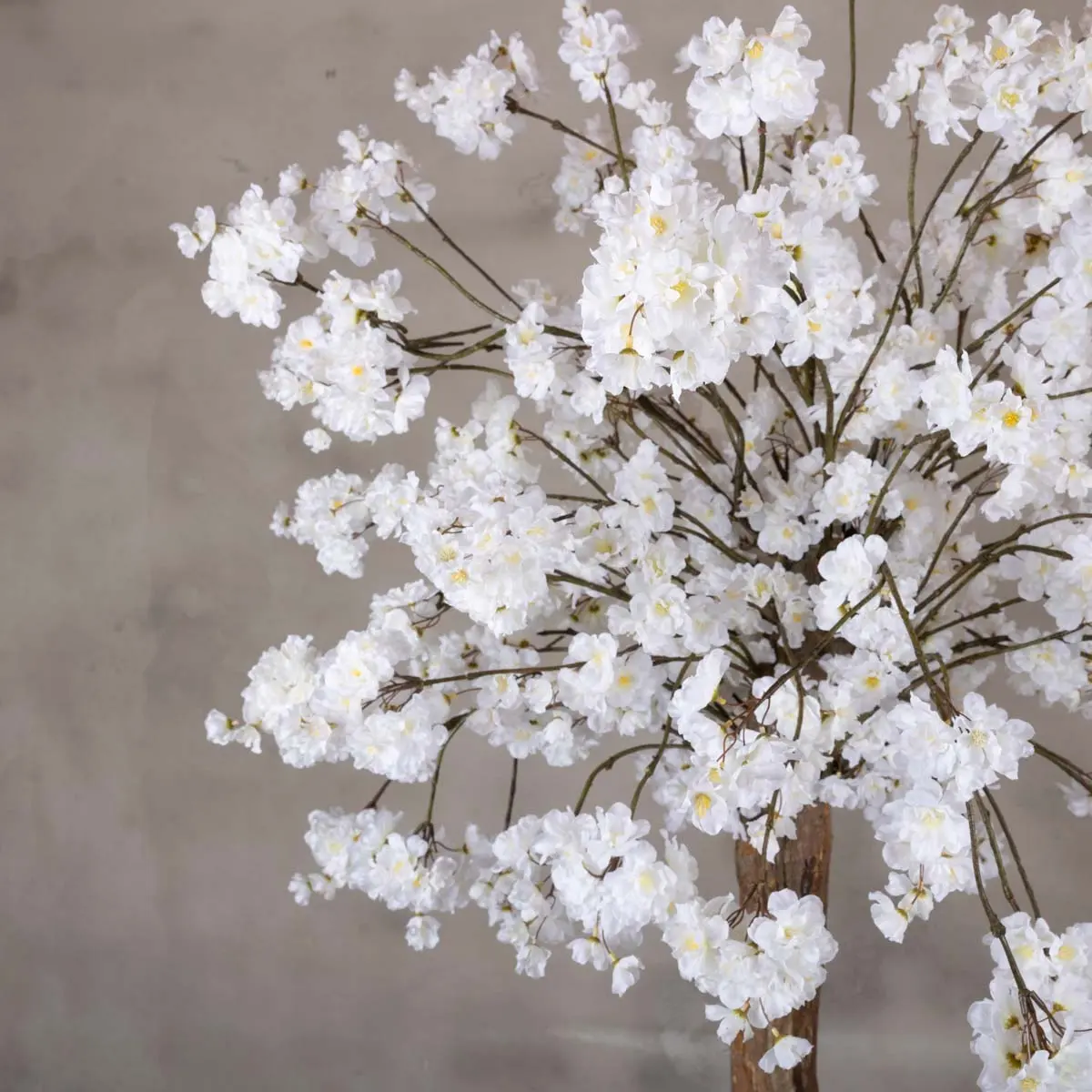 Grote bloesemboom Gaia met pot Wit 200cm (3)