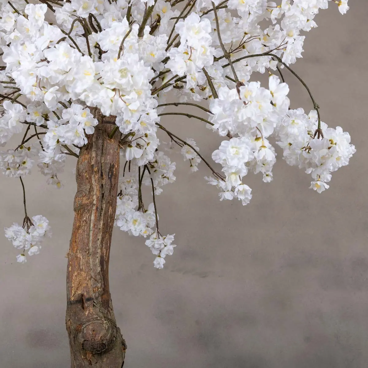 Grote bloesemboom Gaia met pot Wit 200cm (4)