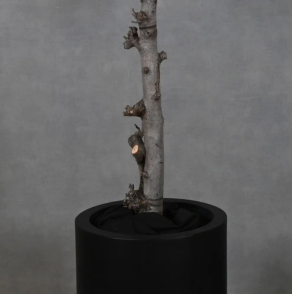 Grote bloesemboom Gaia met pot Wit 200cm detailfoto stam (2)