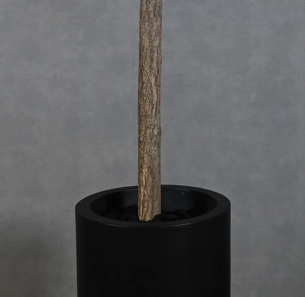 Grote bloesemboom Nikita met pot Roze met groen blaadje 200cm detailfoto stam