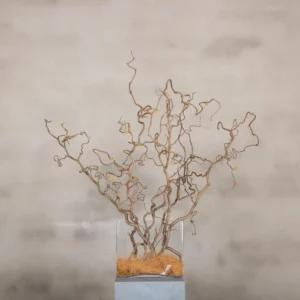 Kronkelhazelaar takken