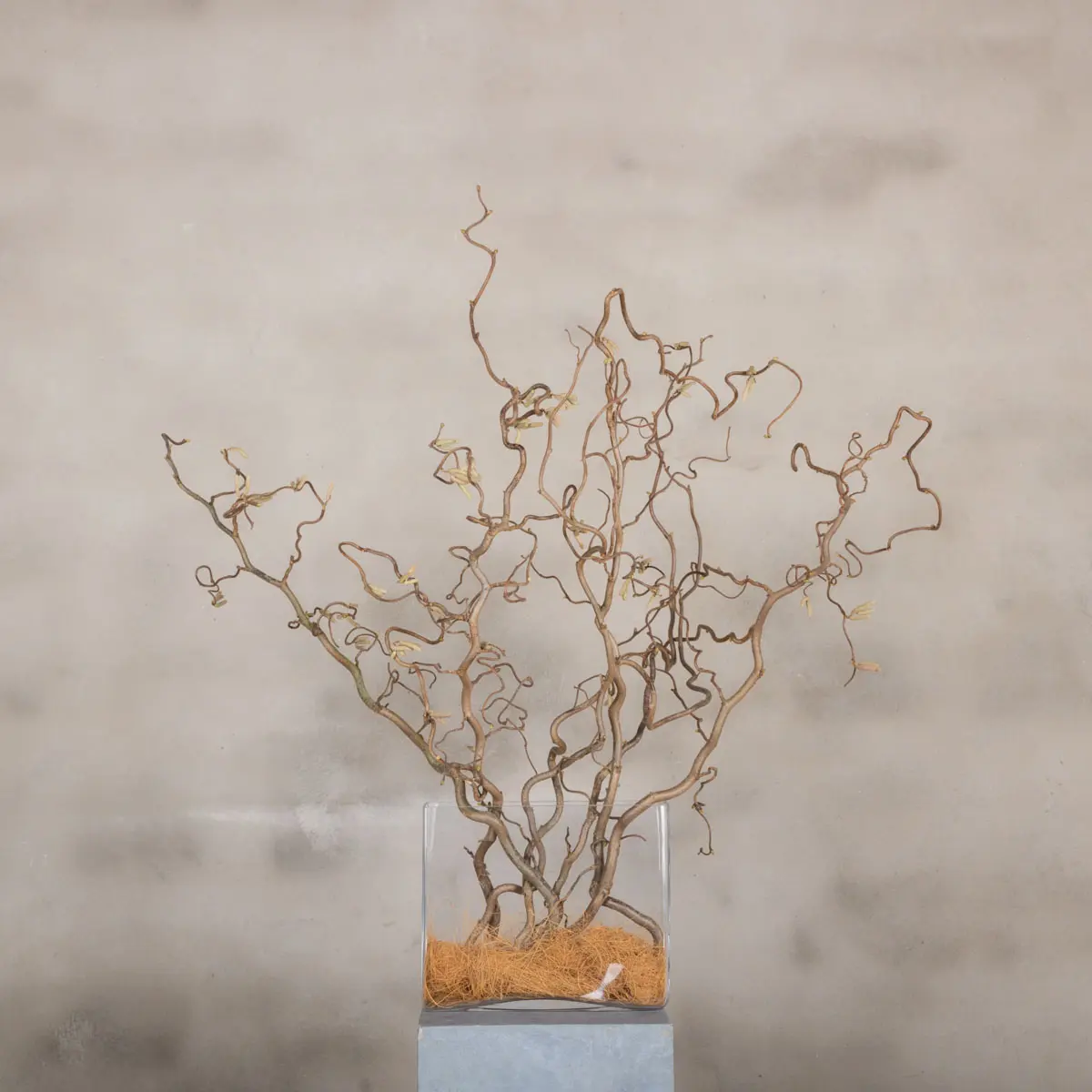 Hazelaartakken 70 cm