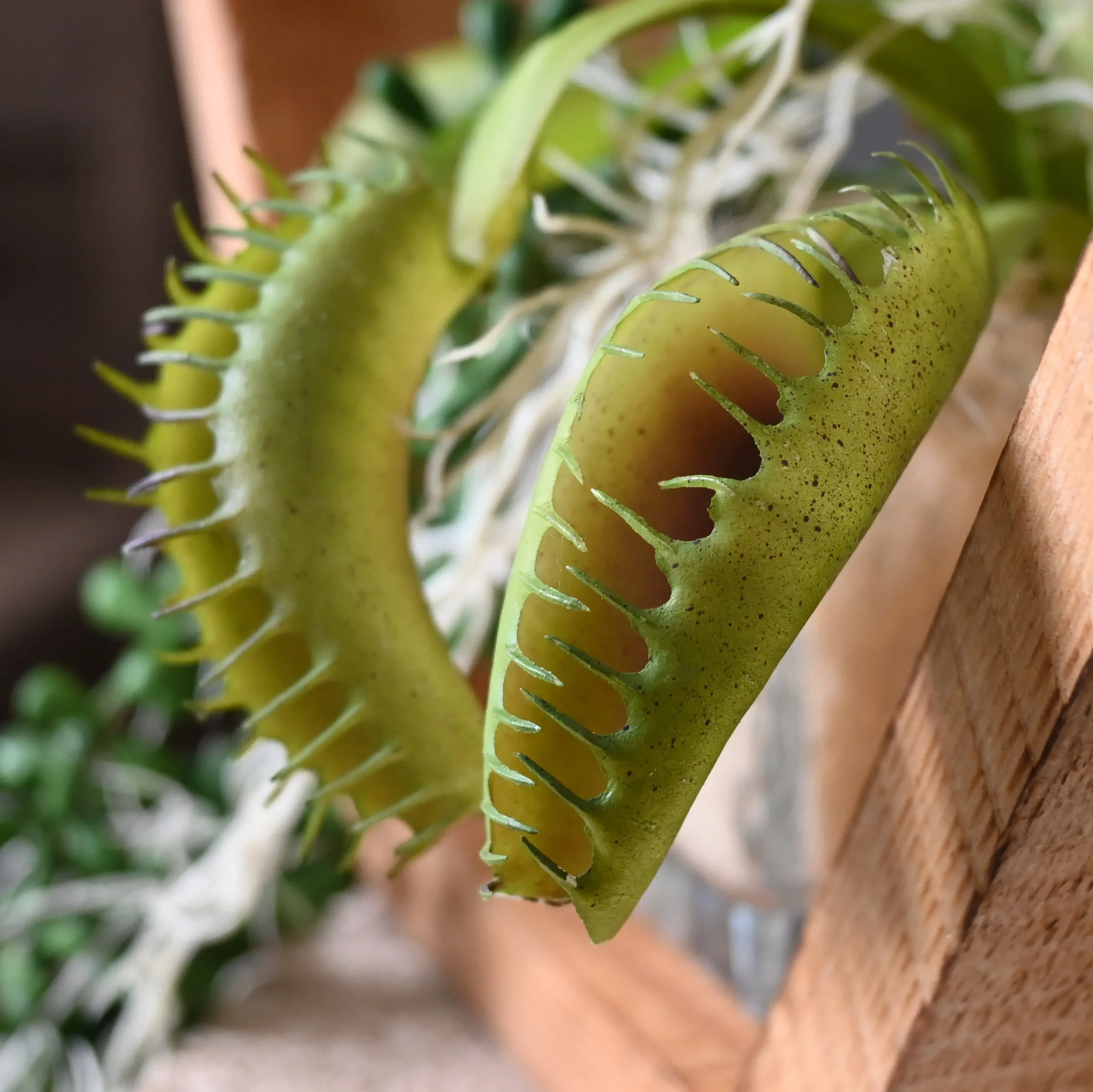 Hexagon Tropische Wildernis (2)