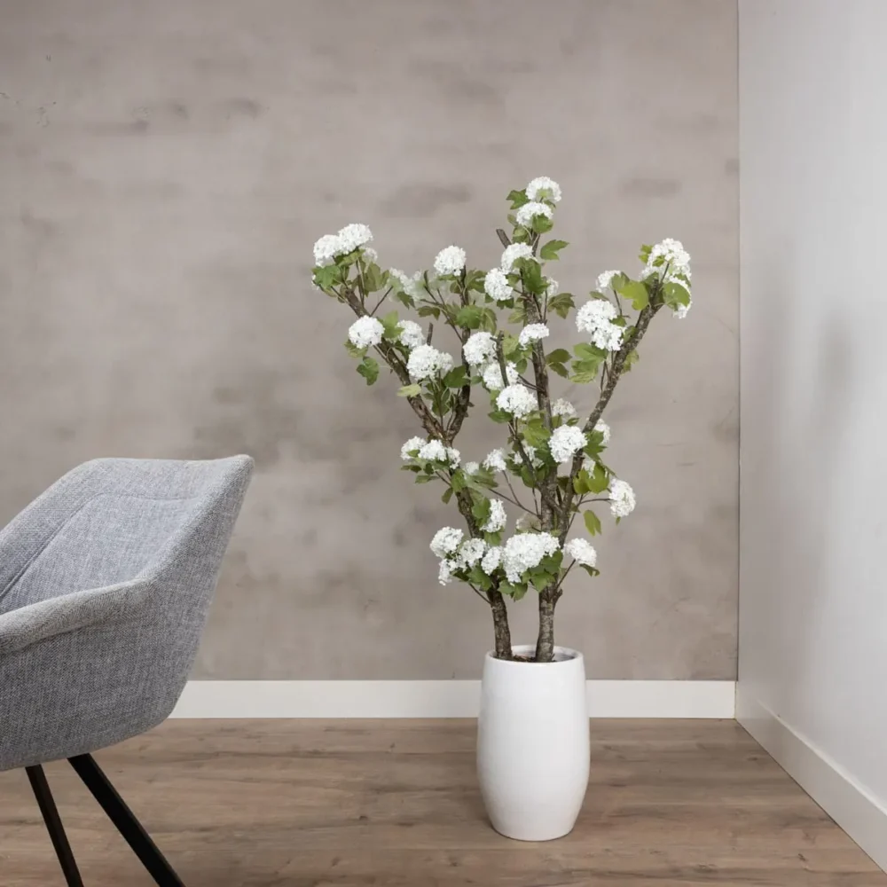 Sneeuwbalhortensiaboom | Wit