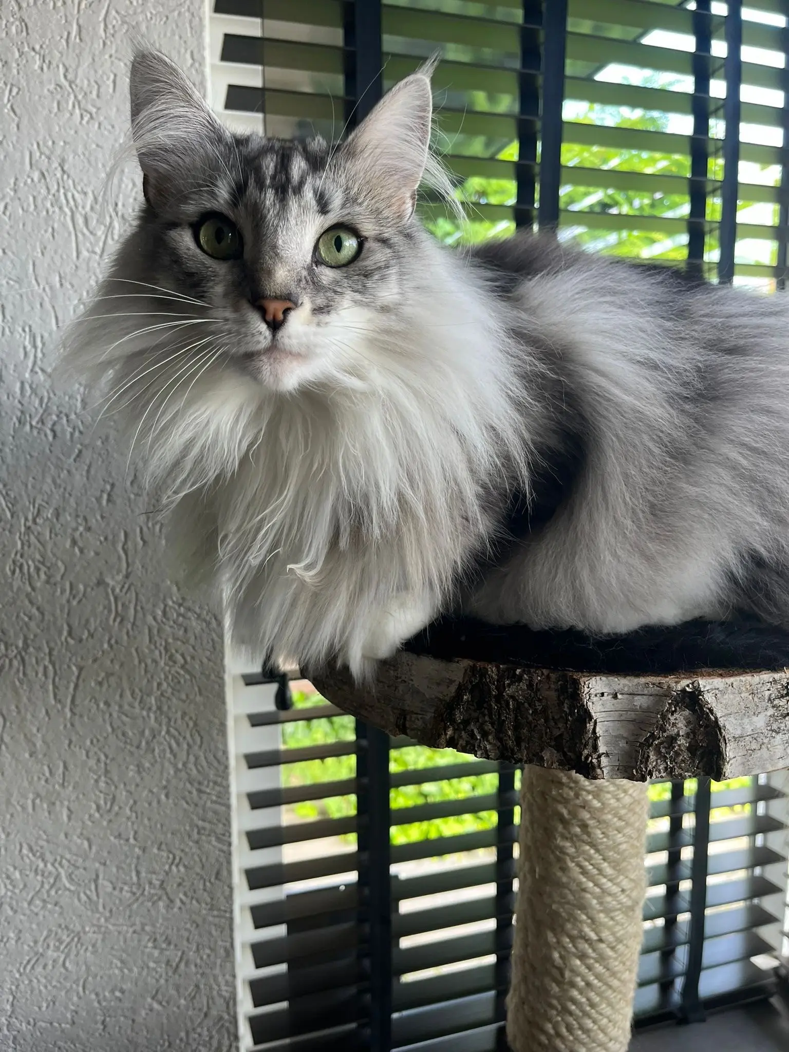 Kat liggend op krabpaal