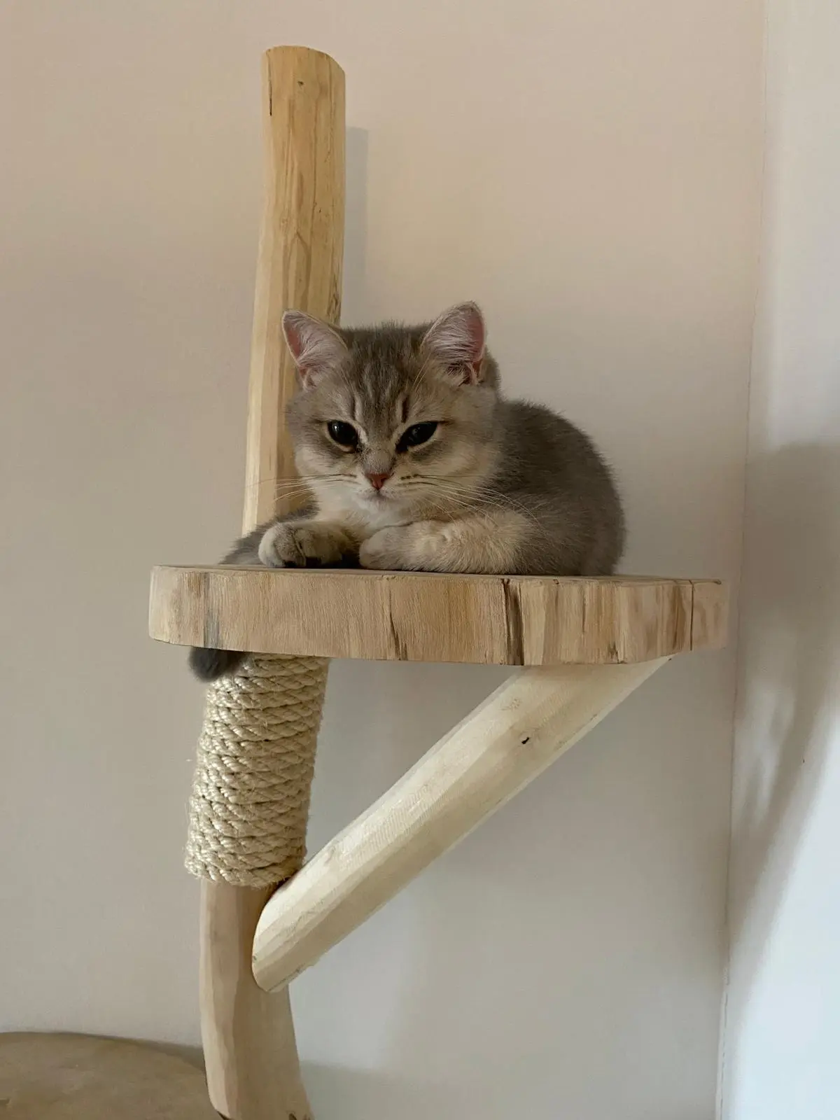 Kat liggend op staande krabpaal