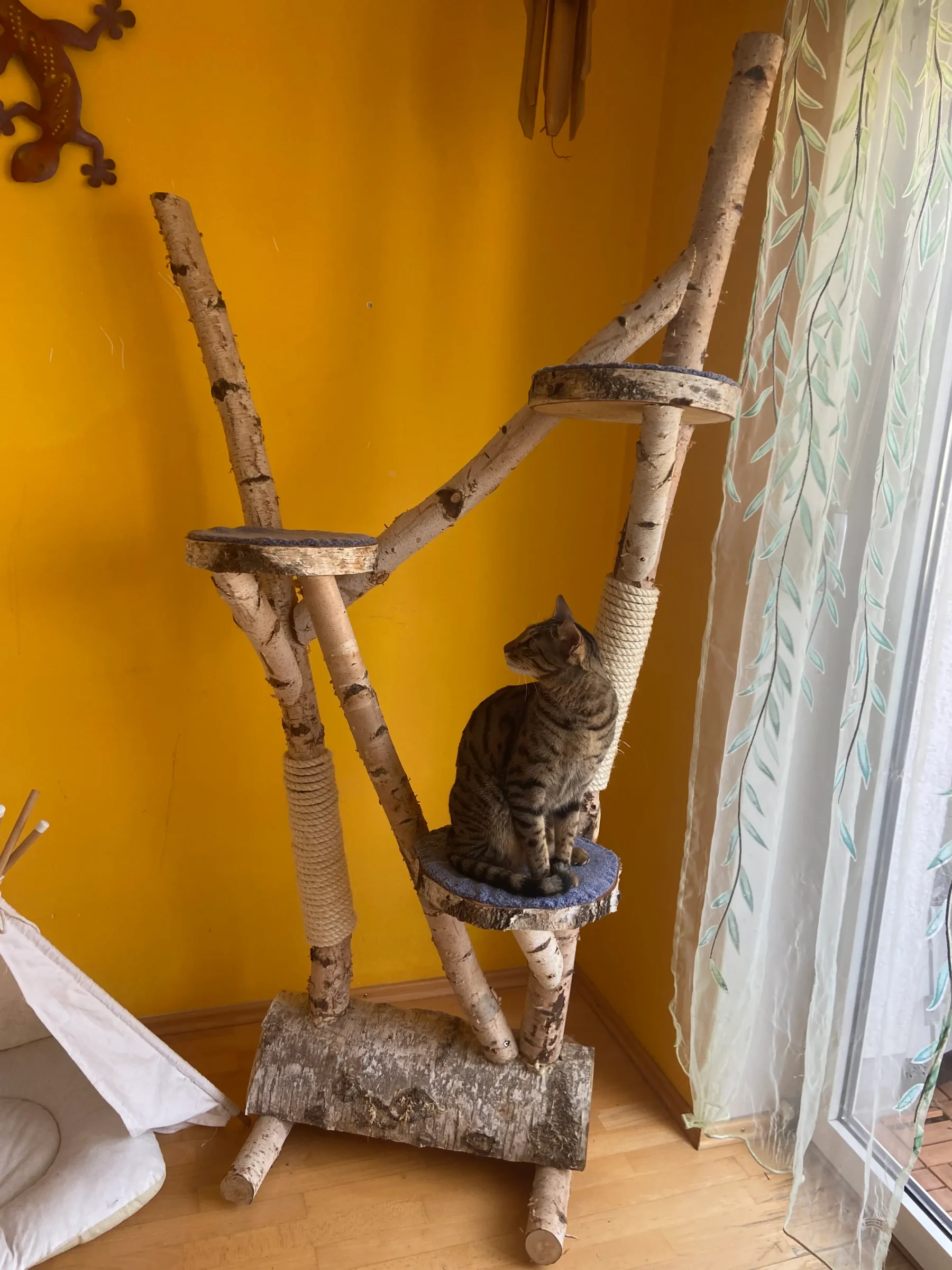 Kat op krabpaal, kijkend naar zijkant.