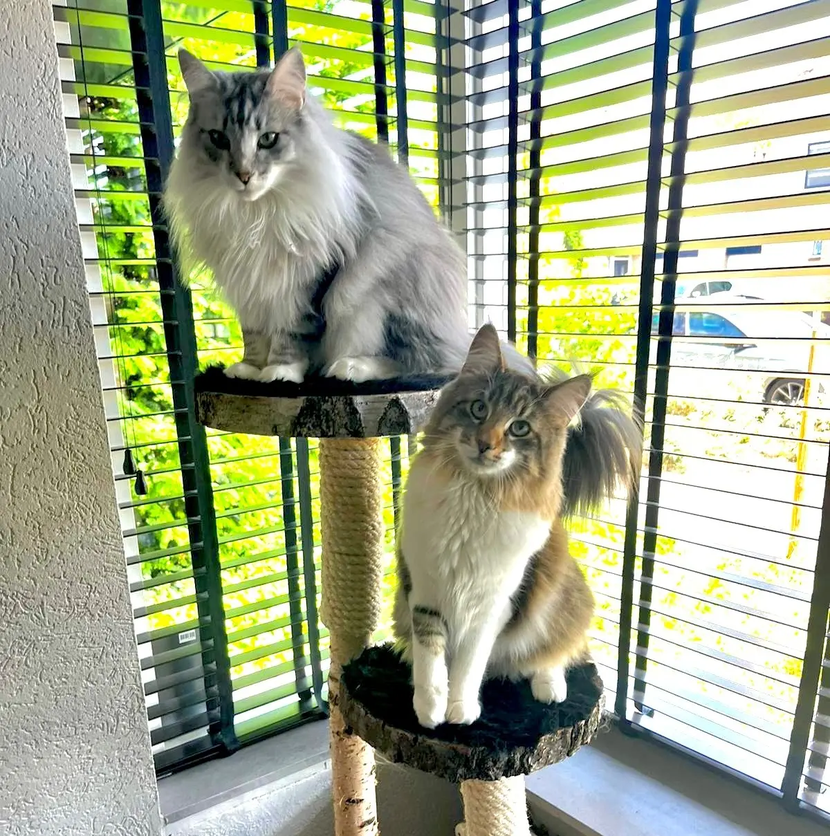 Krabpaal Minoes (16)