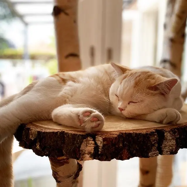 Krabpaal berken met kat, liggend.