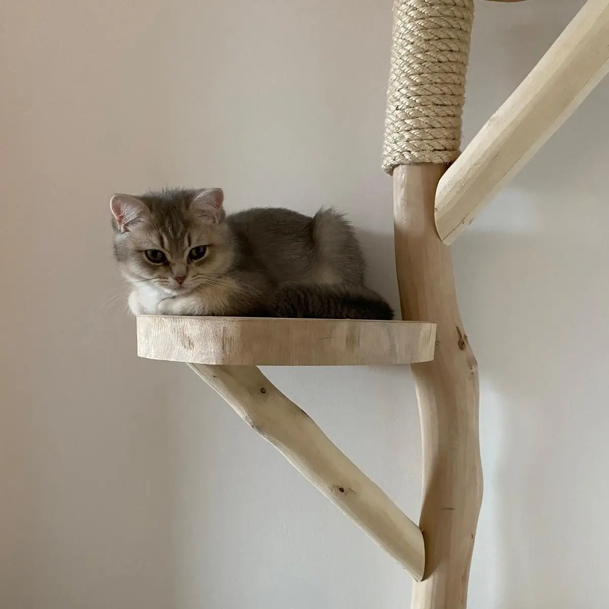 Krabpaal ontschorst met kat