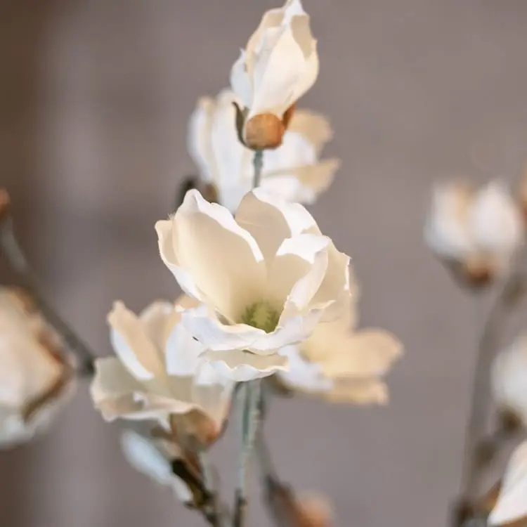 Magnoliaboom Valerie Wit Zonder pot 150cm (3)