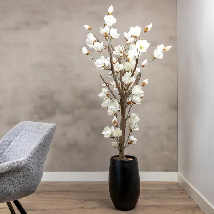 Magnoliaboom Valerie Wit Zonder pot 150cm