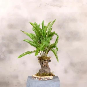 Mini Varenboompje grof