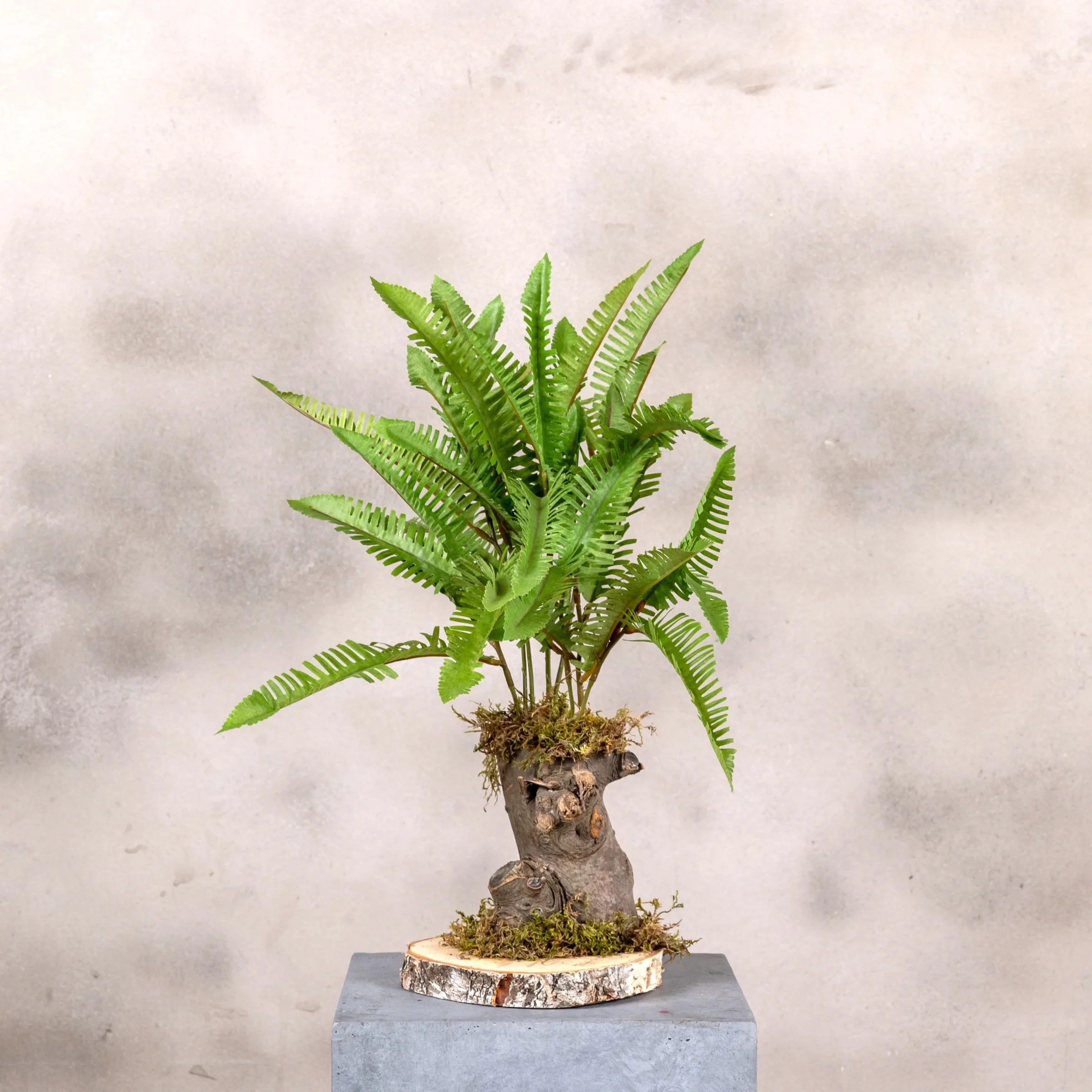 Mini Varenboompje grof