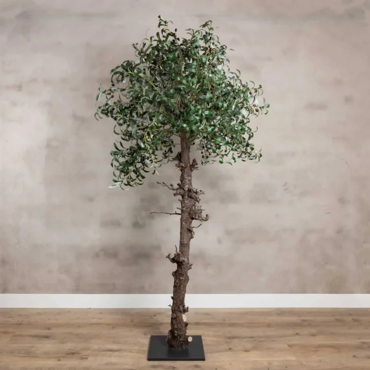 Olijfboom 180cm (1)