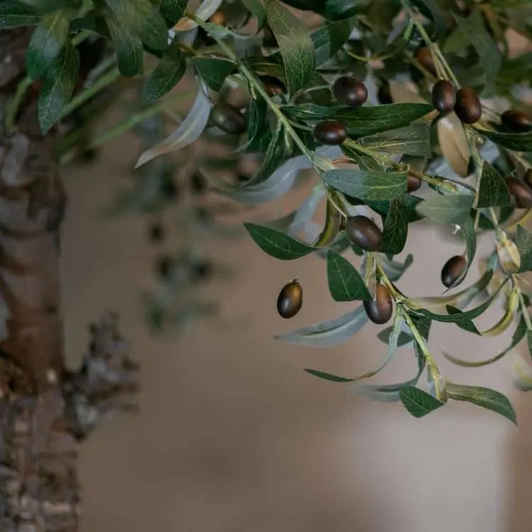 Olijfboom 180cm (3)