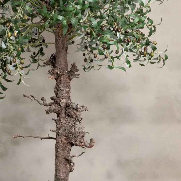 Olijfboom 180cm (4)