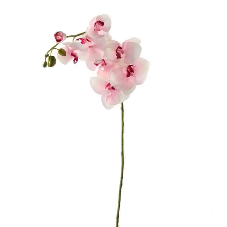 Orchidee Wit Fuchsia 60cm