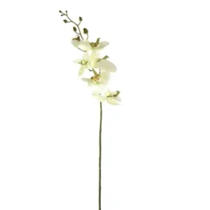 Orchidee Zachtgroen 85cm