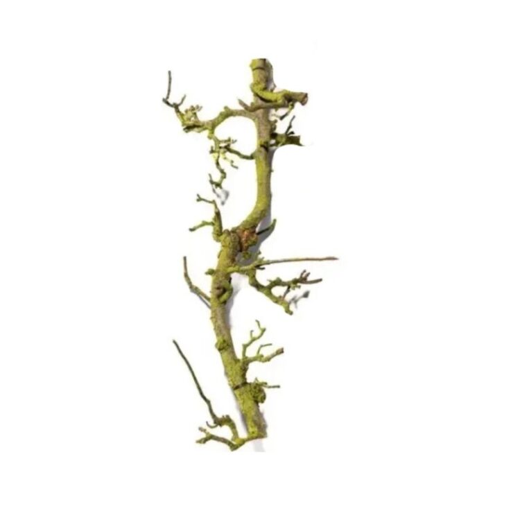 Perentak naturel 120 cm