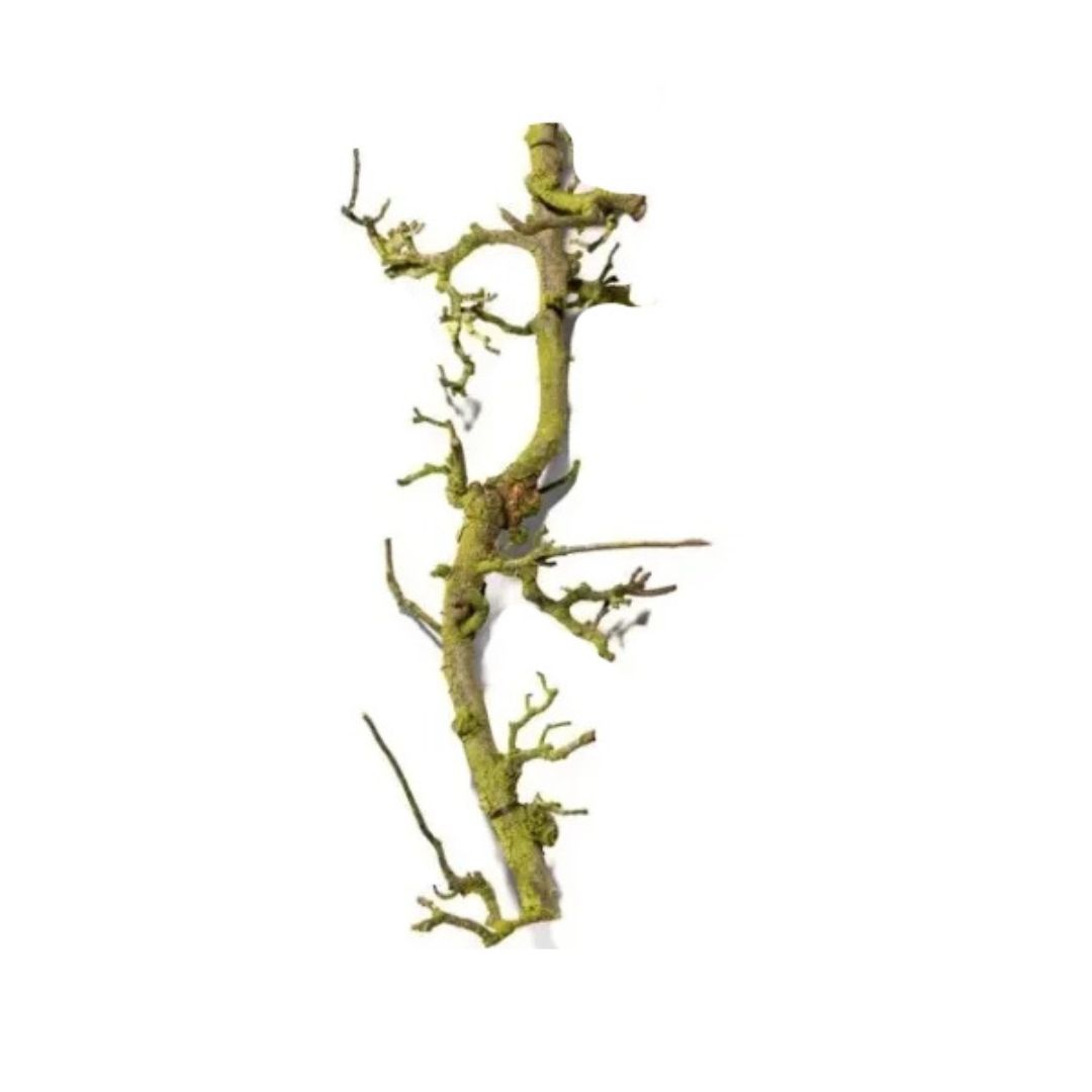 Perentak naturel 120 cm