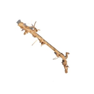 Perentak ontschorst 120 cm