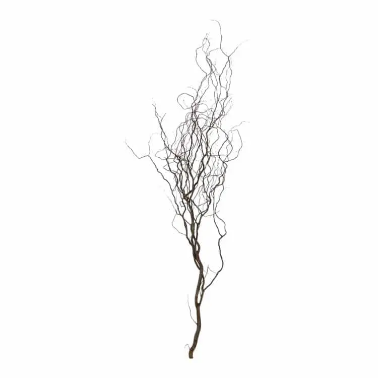 Robuuste Kronkelwilgtak Naturel 160cm