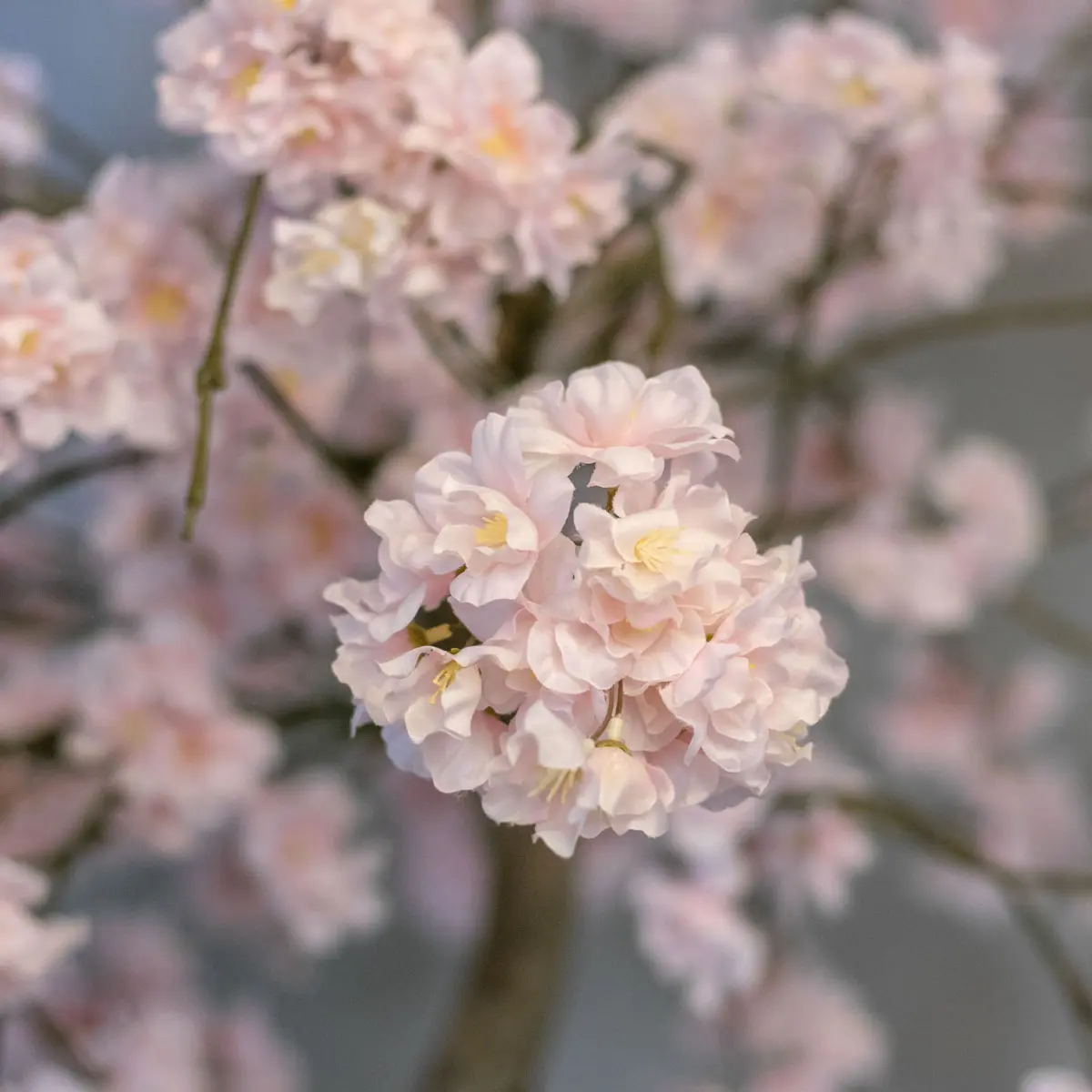 Roze fruitbloesemboom Lova met pot naar keuze 140cm detailfoto (2)