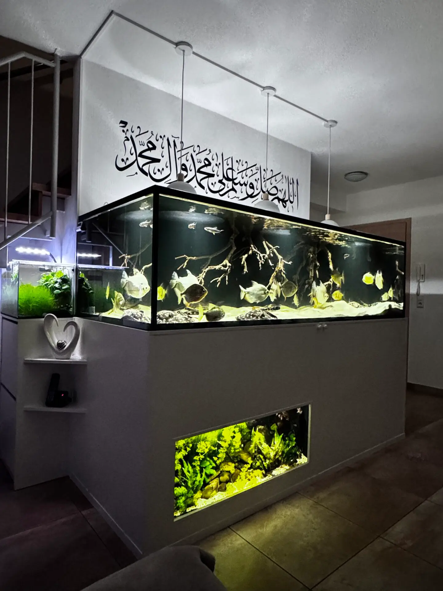 Seringentak 60-70cm (3)