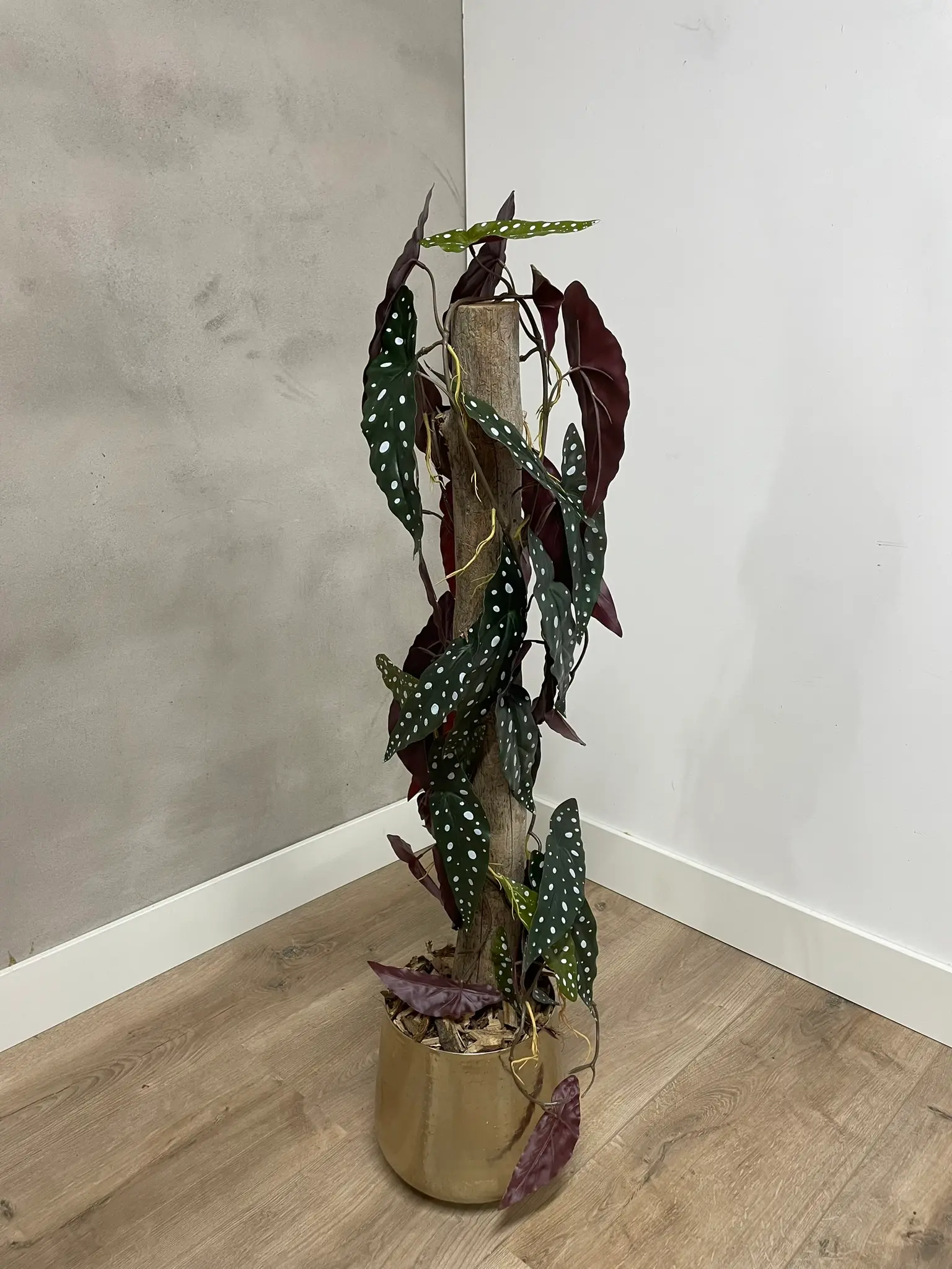 Sfeerfoto kunstplant Stipbegonia