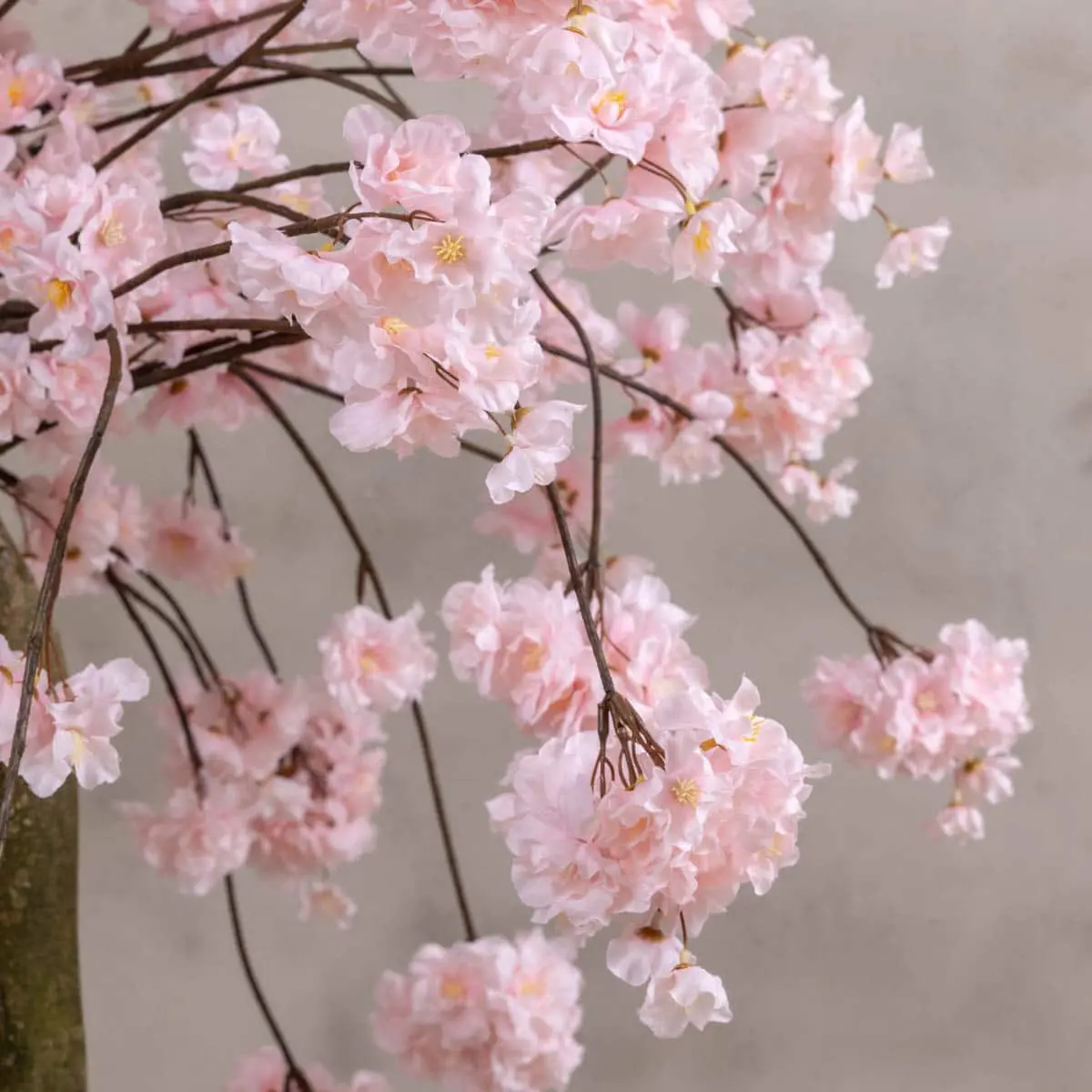 Tafelbloesemboom Camille Rozen120cm (1)