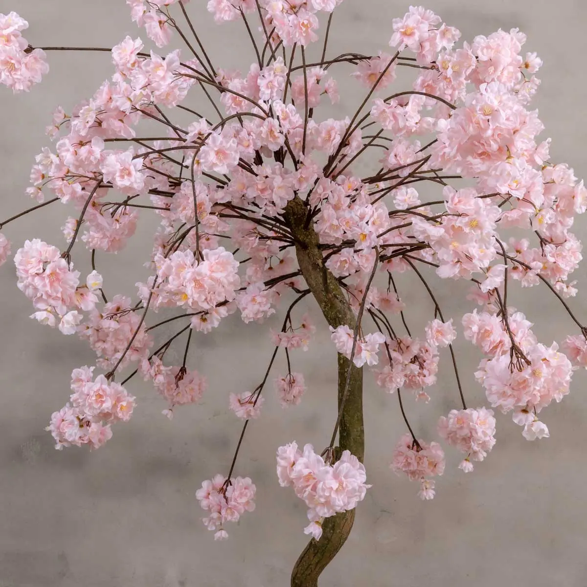 Tafelbloesemboom Camille Rozen120cm (2)