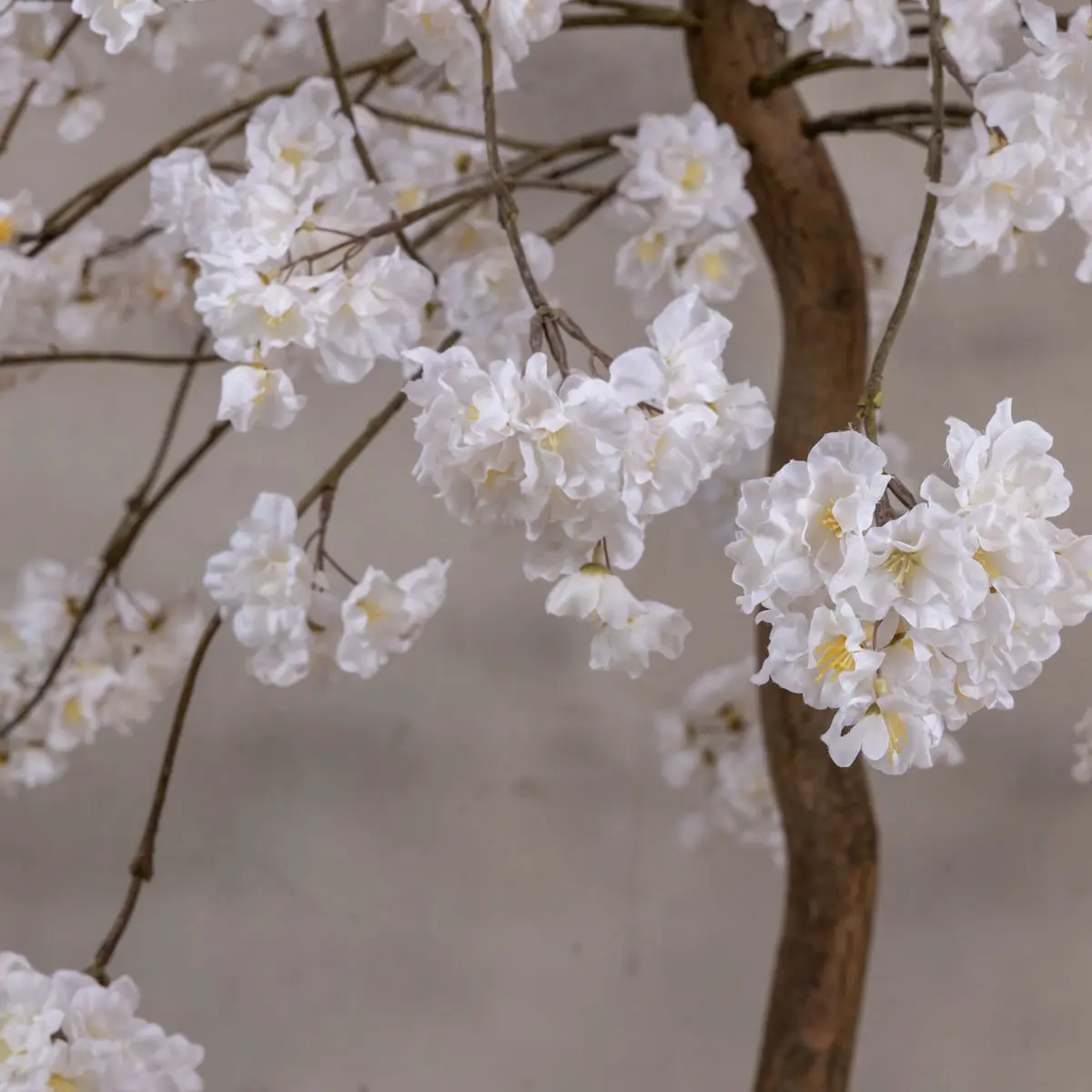 Tafelbloesemboom Felice Wit 120cm (3)