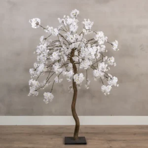 Tafelbloesemboom Felice Wit 120cm