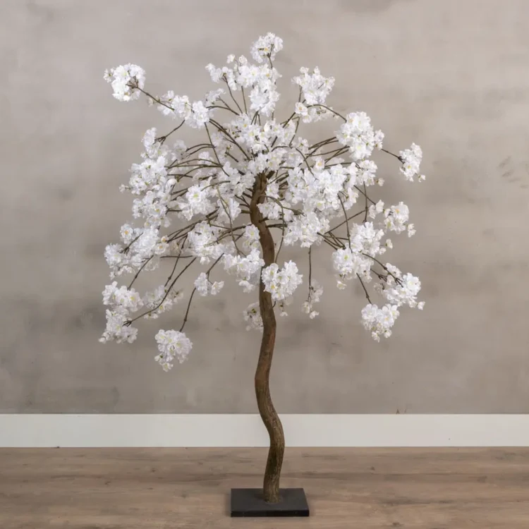 Tafelbloesemboom Felice Wit 120cm