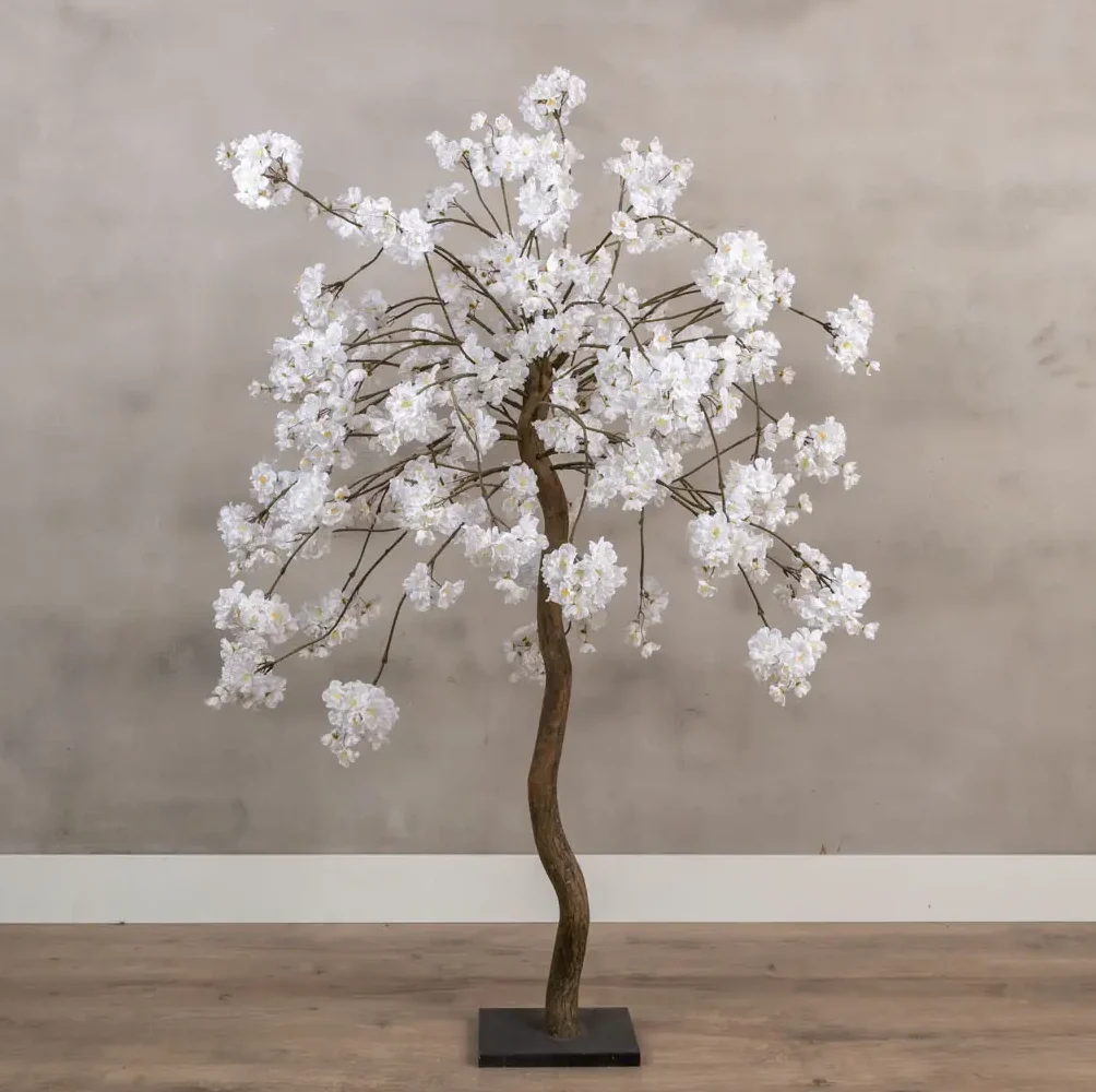 Tafelbloesemboom Felice Wit 120cm