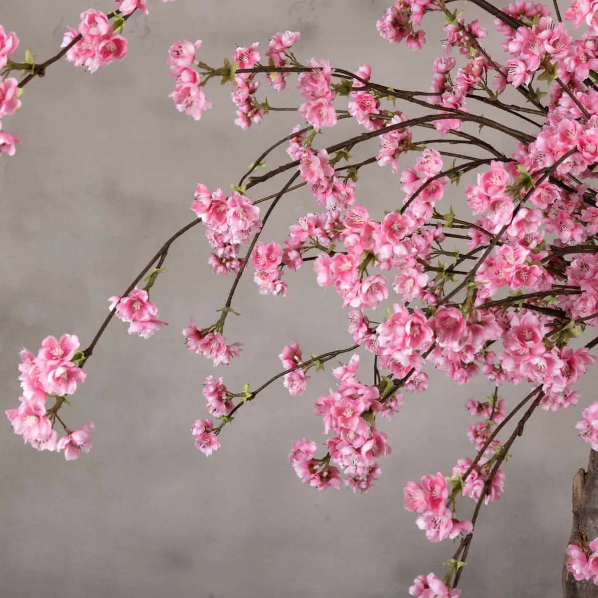 Tafelbloesemboom Isolde Felroze 120cm (3)