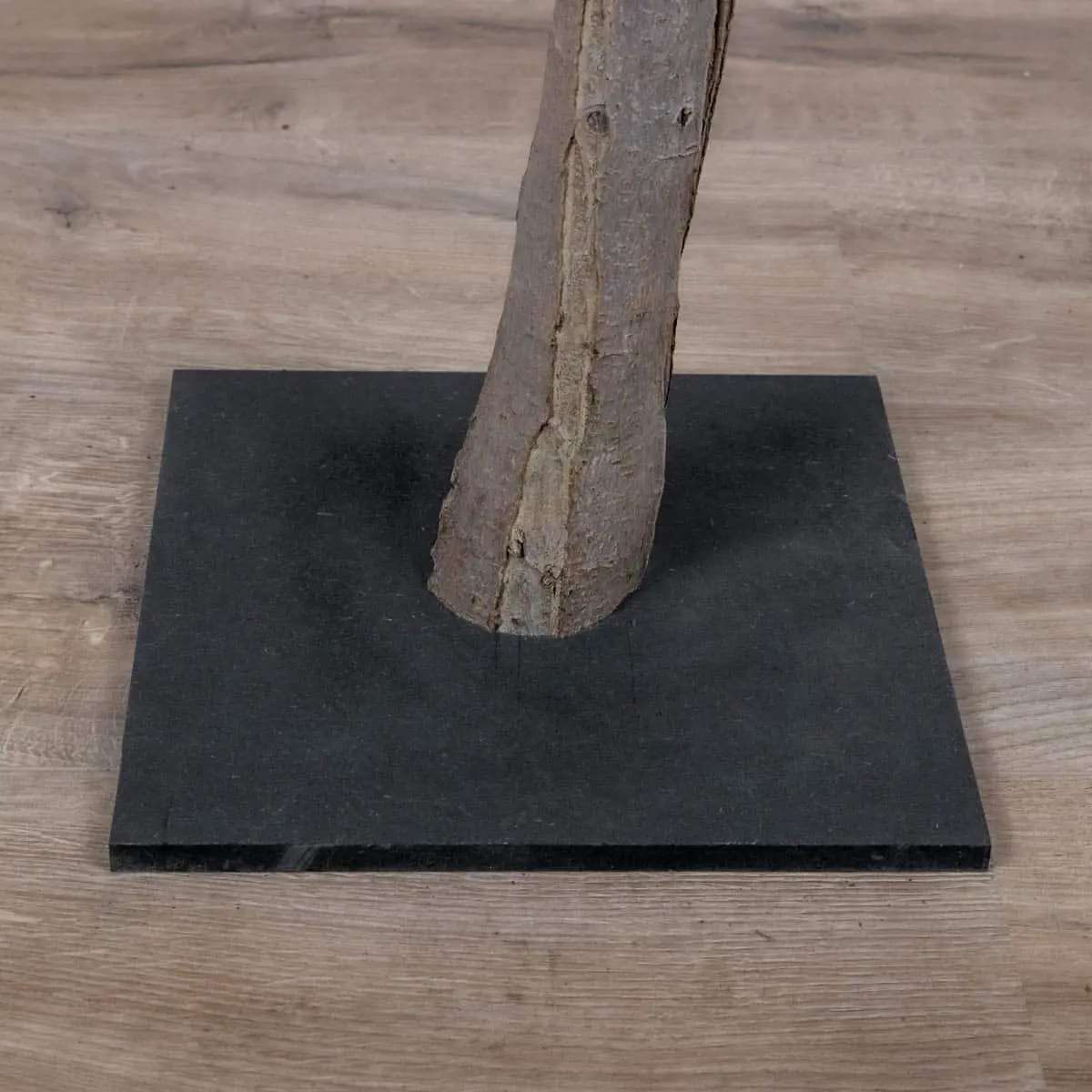 Tafelbloesemboom Isolde Felroze 120cm detailfoto voet