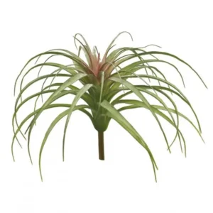 Tillandsia Groen Rood 25cm
