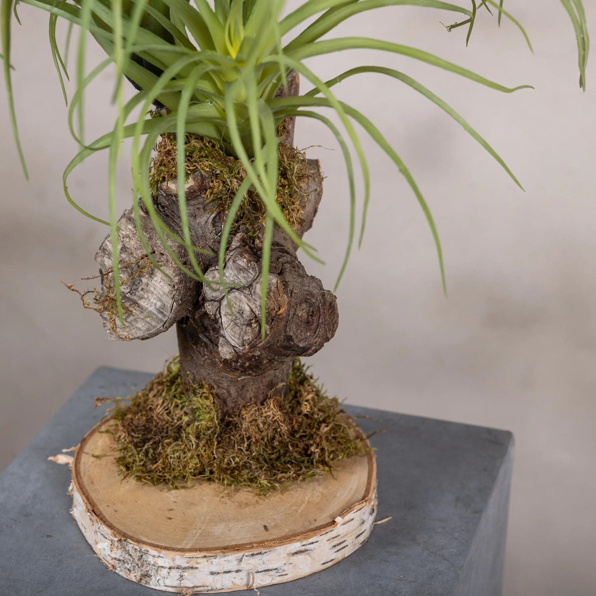 Tillandsiaboompje (1)