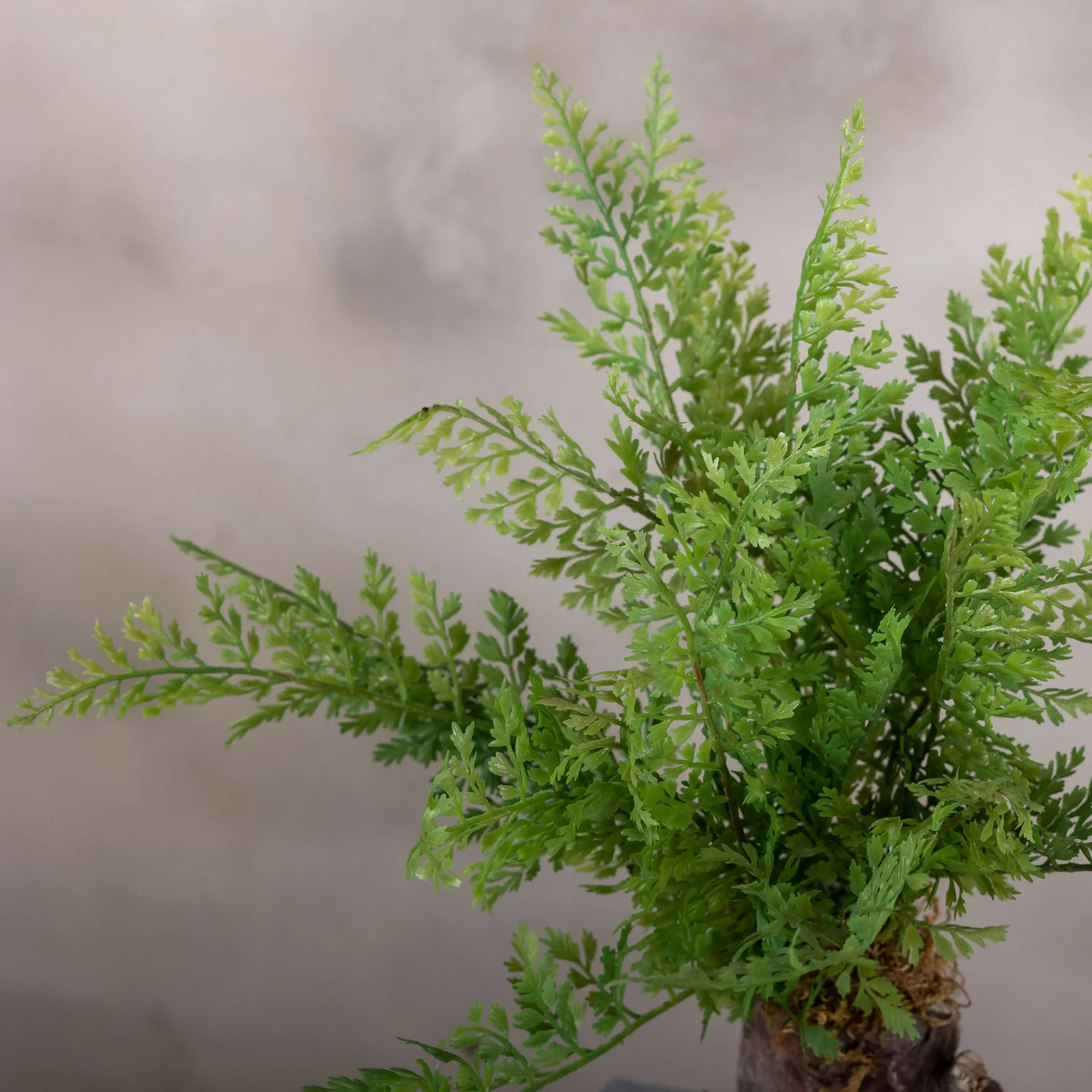 Varenboompje fijn (1)