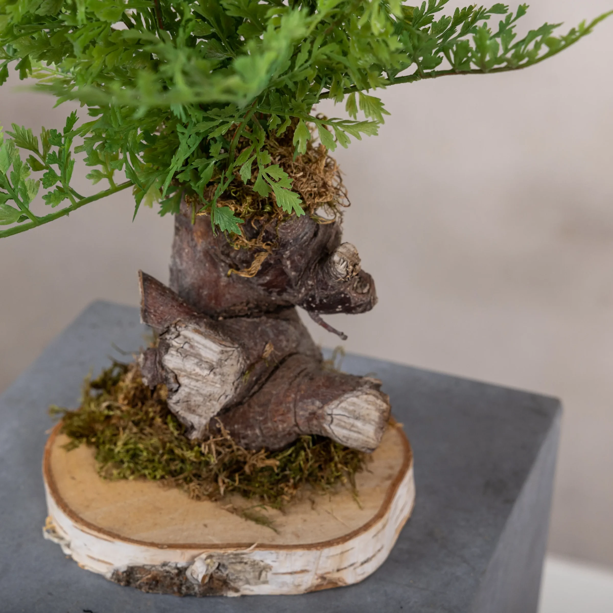 Varenboompje fijn (2)