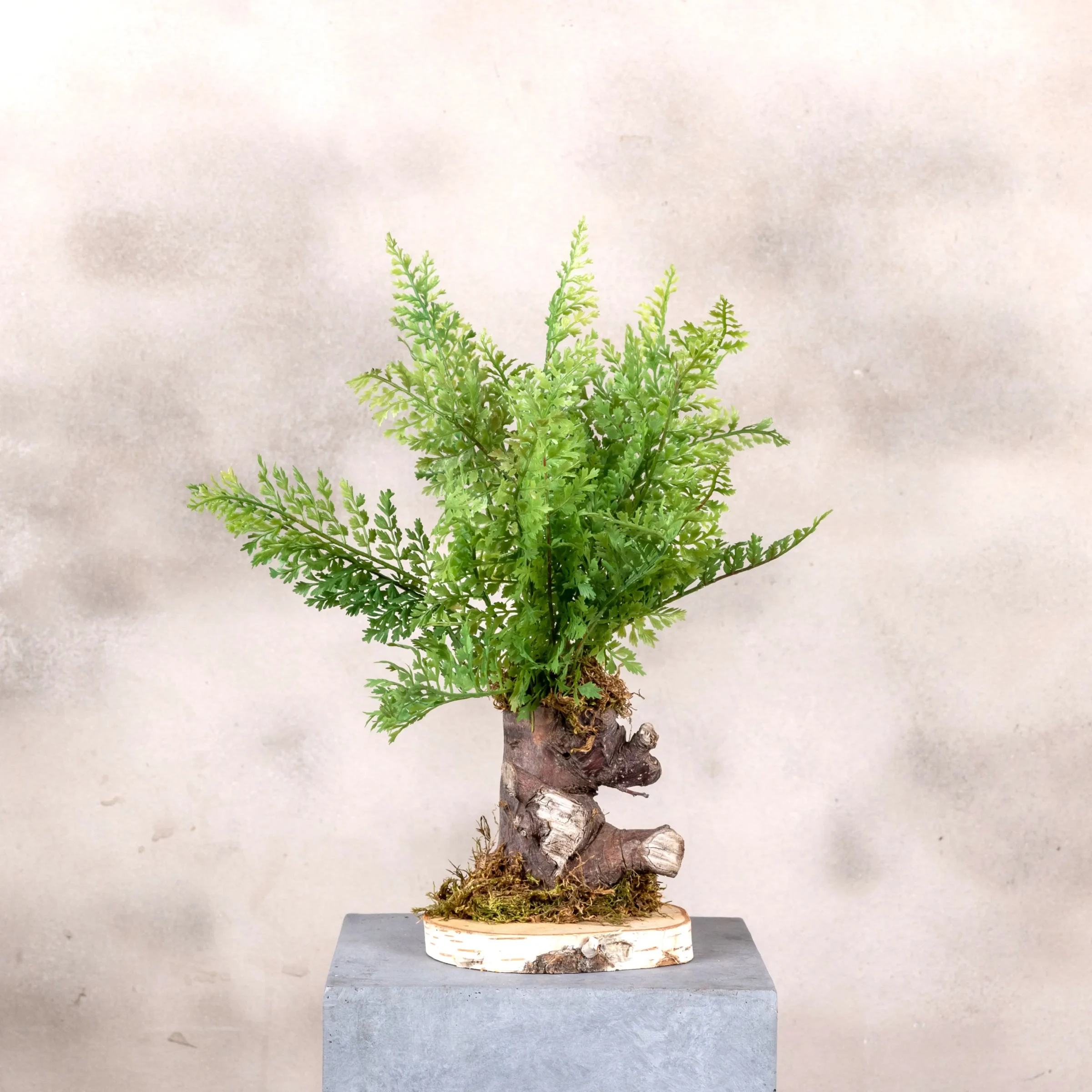 Varenboompje fijn (3)