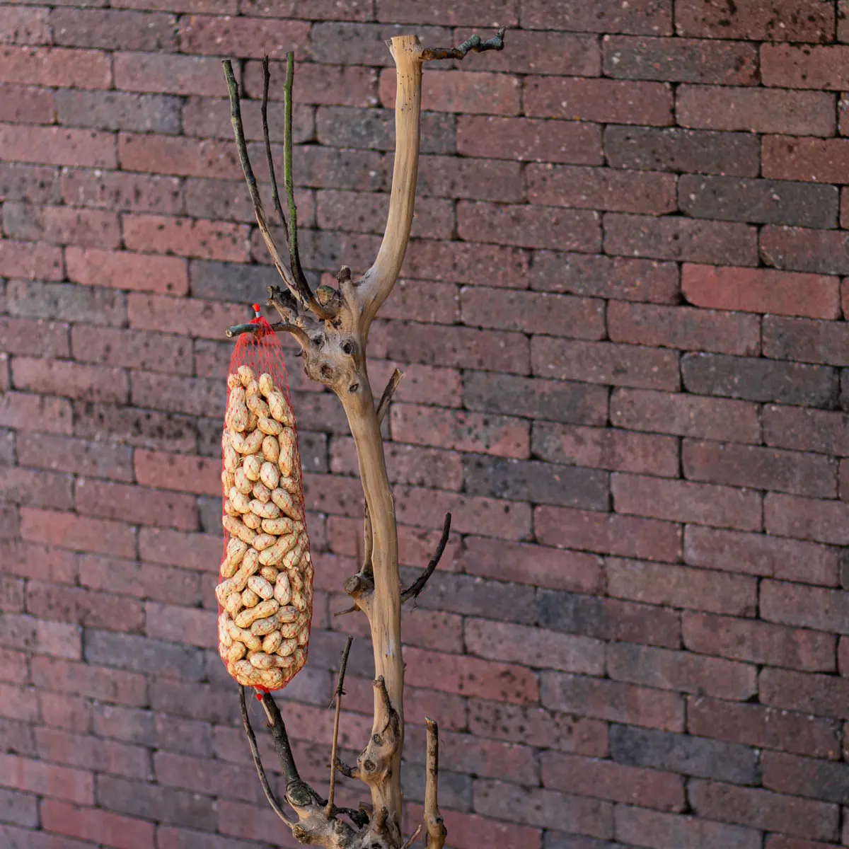 Vogelboom Luna 150cm (2)