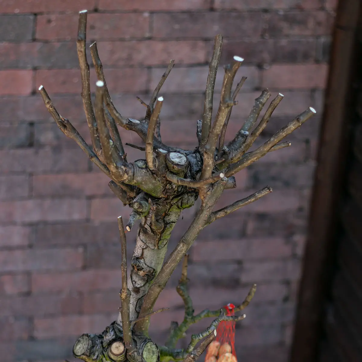 Vogelboom Rani 150cm (2)