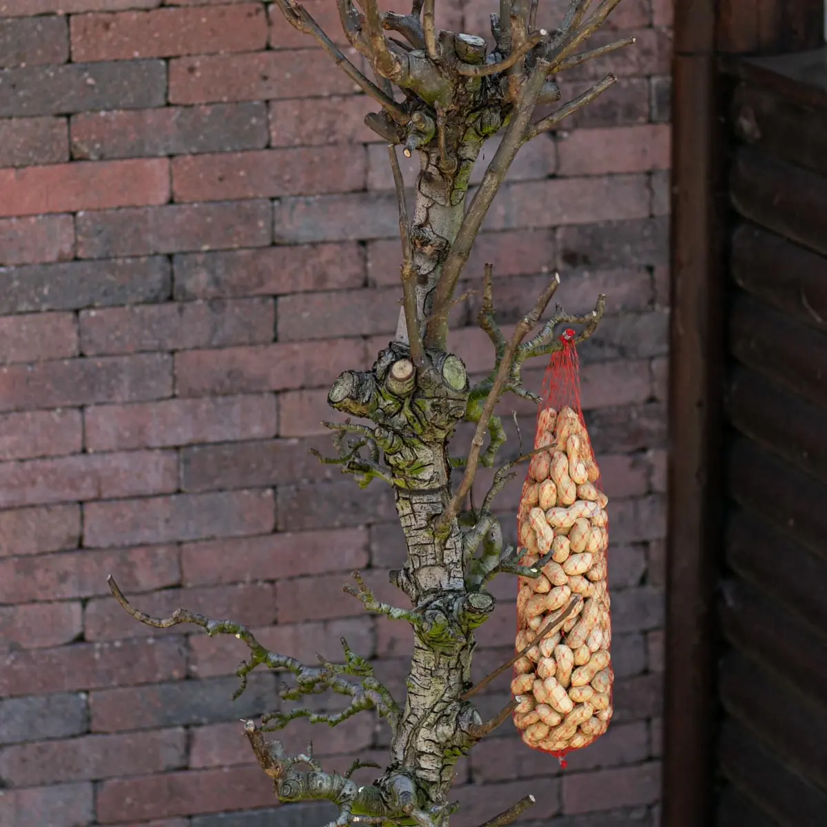 Vogelboom Rani 150cm (3)