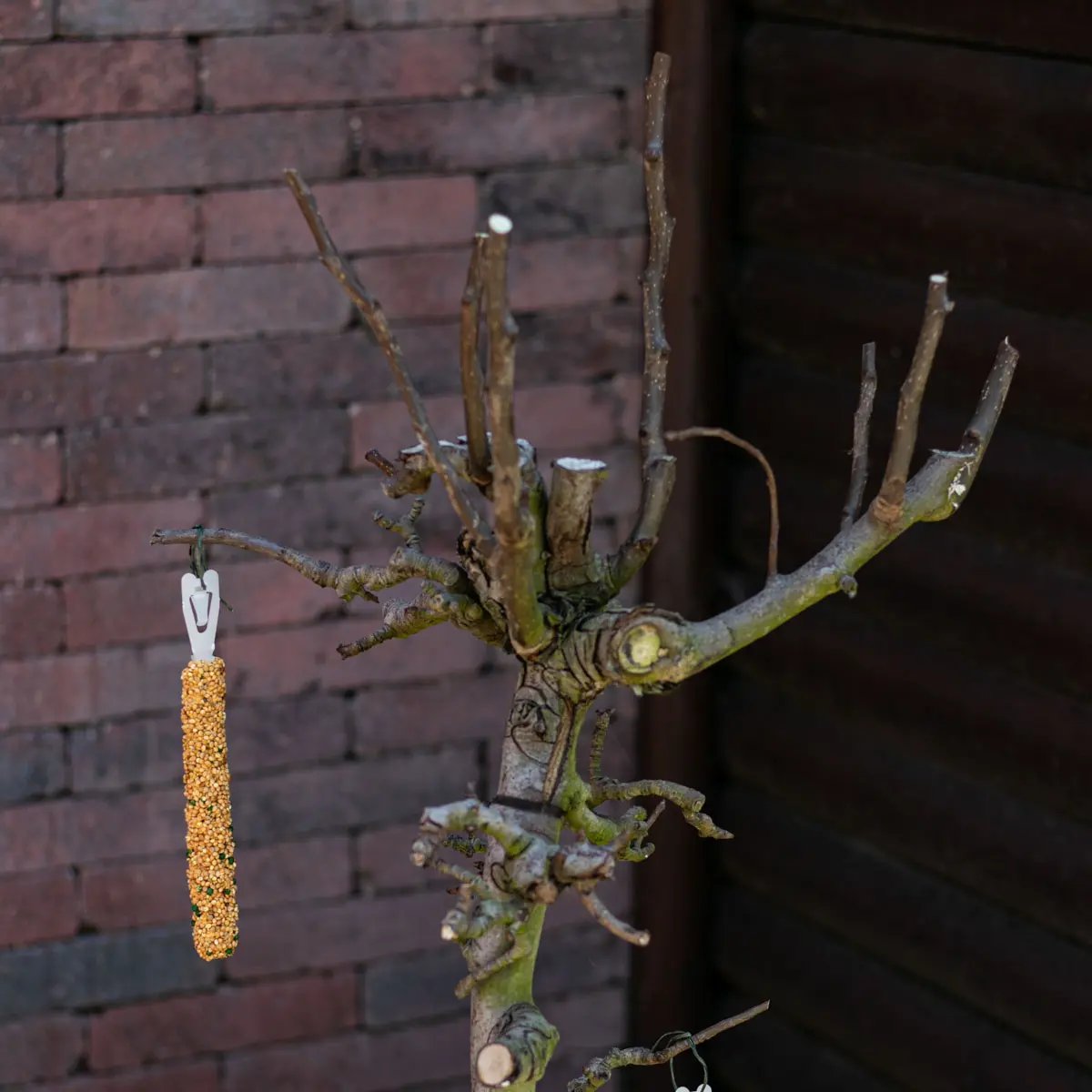 Vogelboom Rani 75cm (3)