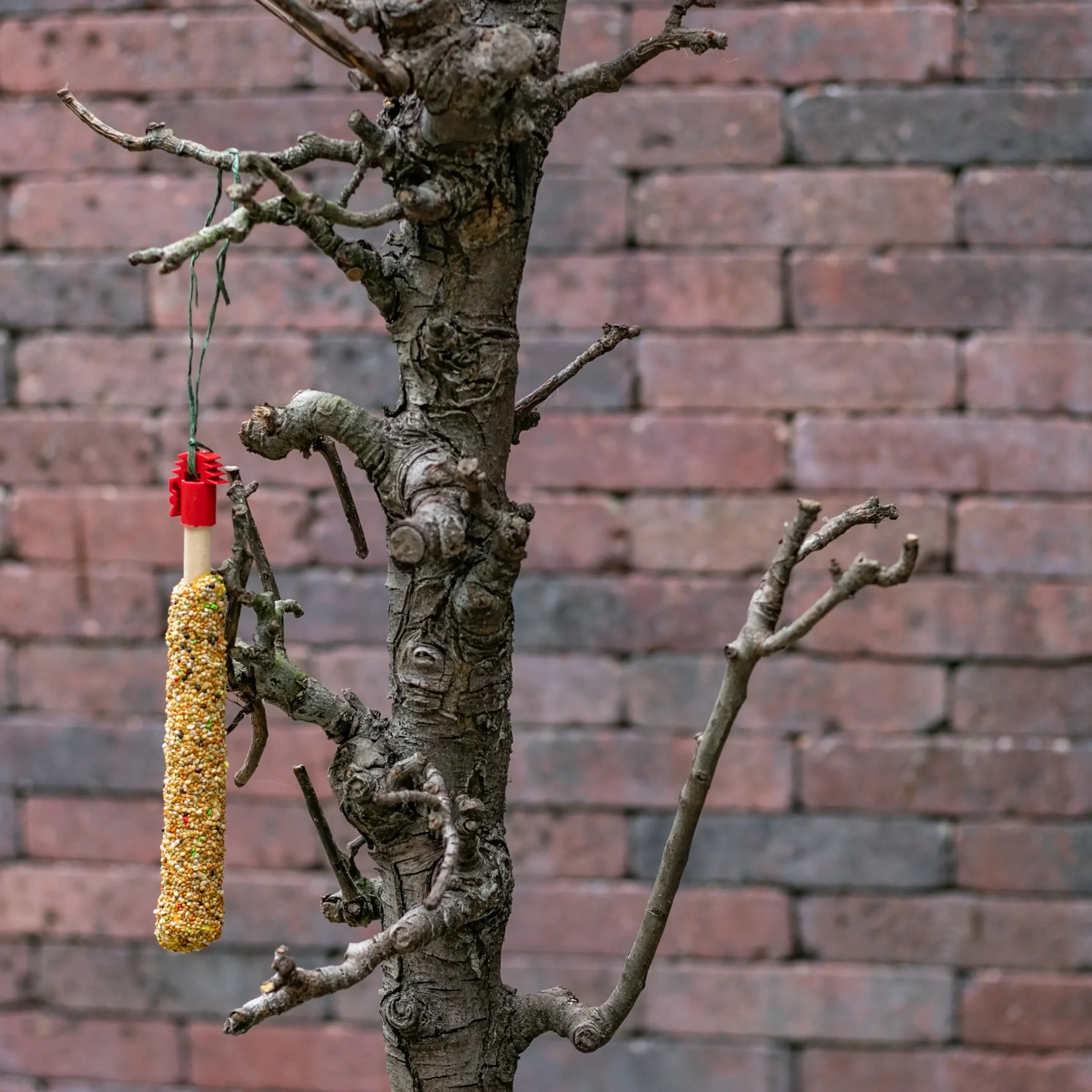 Vogelboom Rani met voederplateau 75 cm.