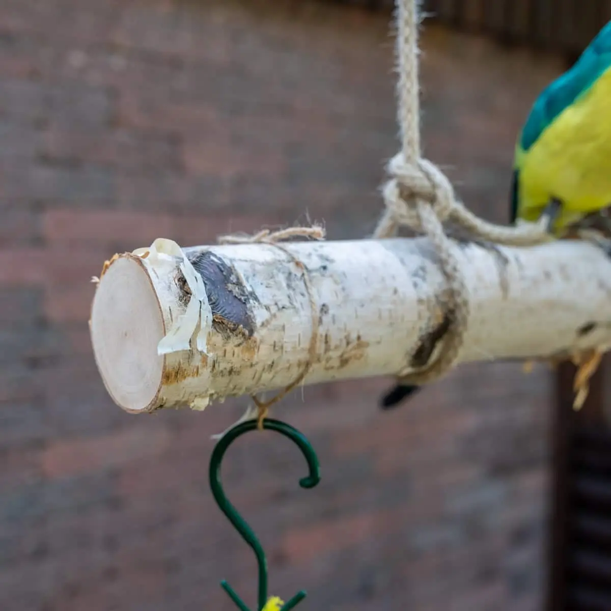 Volière tak Berk 100cm (2)