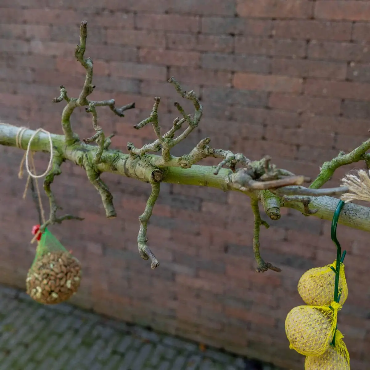 Volière tak Naturel 120cm (2)